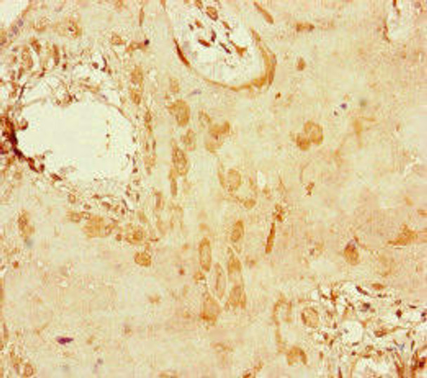 PRIMPOL Antibody PACO46834