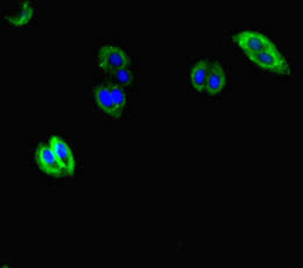 AVL9 Antibody PACO46914