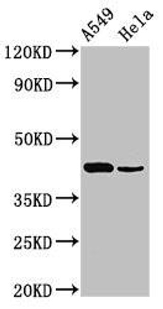 Pdgfd Antibody PACO46970