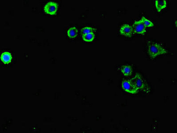 FLRT3 Antibody PACO47150