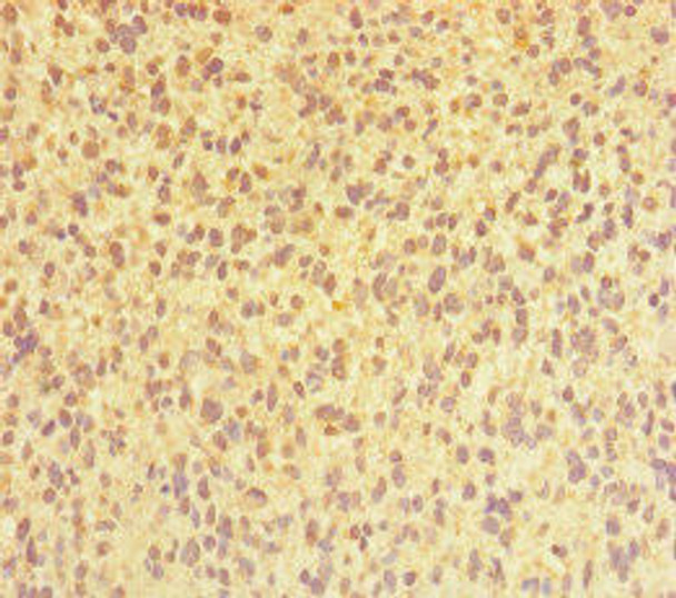 CHTOP Antibody PACO47254