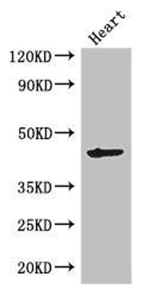 MEI4 Antibody PACO47862