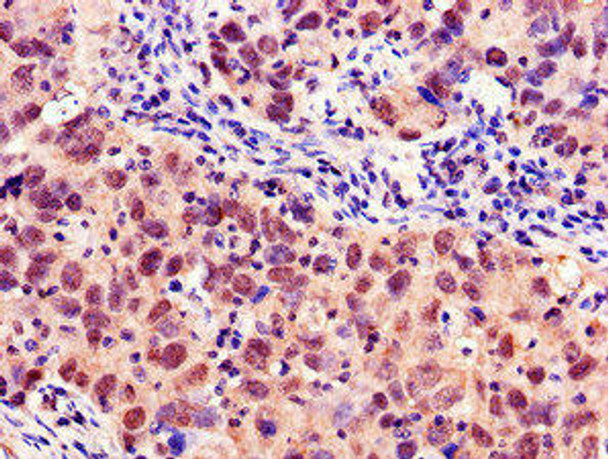 MYBL2 Antibody PACO48410