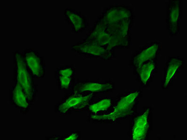 MYBL2 Antibody PACO48410