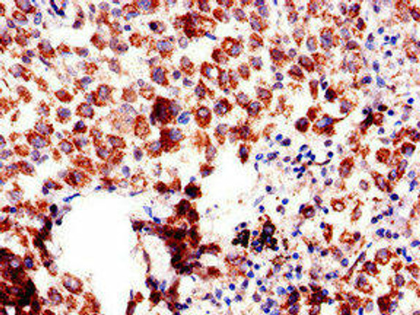 AQP6 Antibody PACO48558