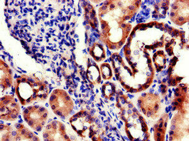 RPL22L1 Antibody PACO48646