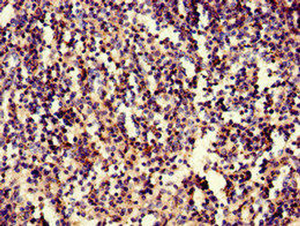 IRF3 Antibody PACO48970