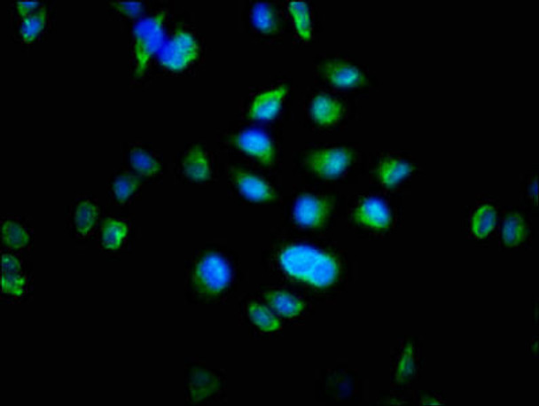 MTRF1 Antibody PACO49786