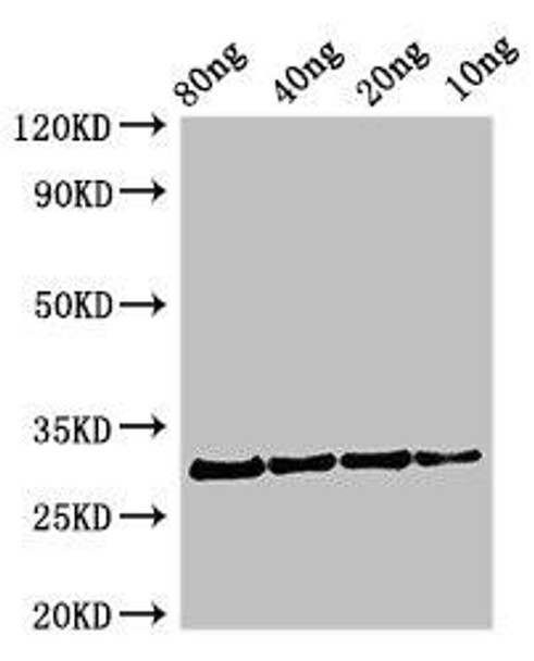 Profilin Antibody PACO50438