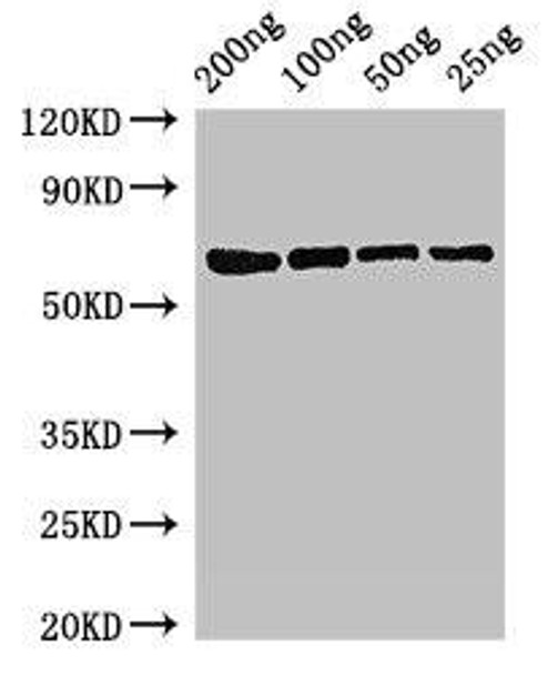 mutL Antibody PACO50454