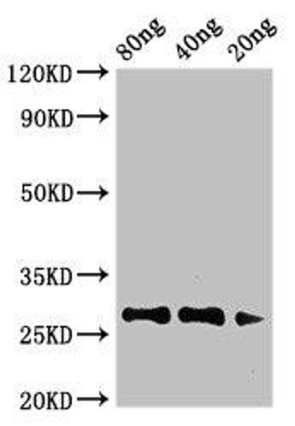 Major pollen allergen Art v 1 Antibody PACO50742