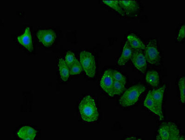 C7orf31 Antibody PACO50842