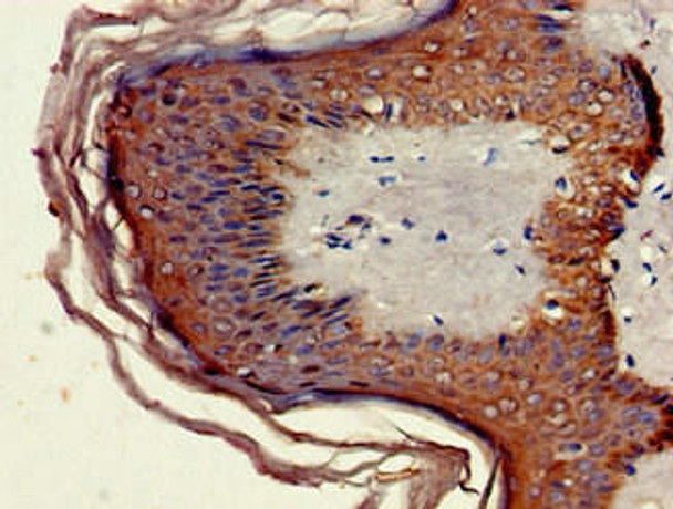 MNDA Antibody PACO51714