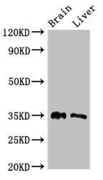 PTF1A Antibody PACO51902