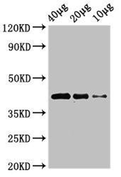 wnt8b Antibody PACO52054