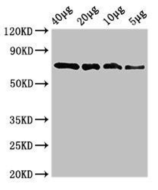 sox10 Antibody PACO52110