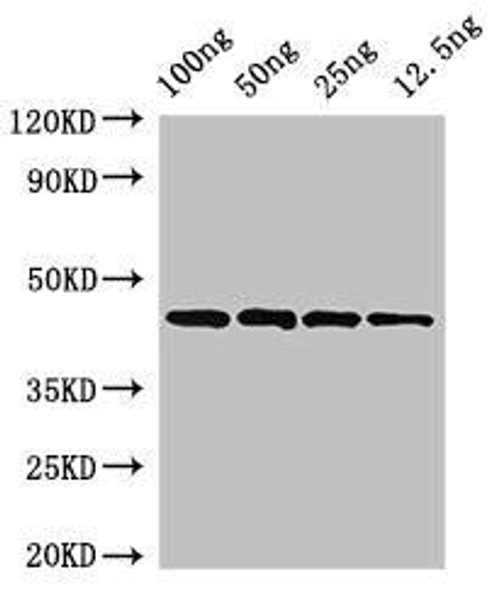 speB Antibody PACO52142