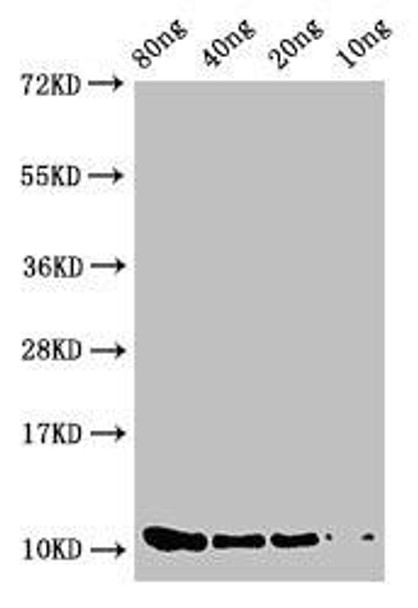 prgJ Antibody PACO52178