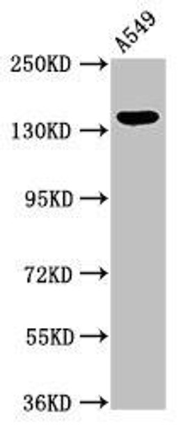 PLIN4 Antibody PACO52558