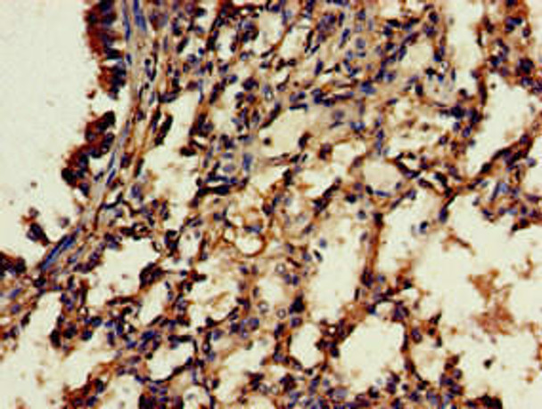 RBFA Antibody PACO52586