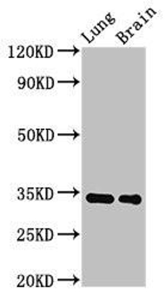Mgll Antibody PACO53698