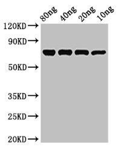 NP Antibody PACO53782