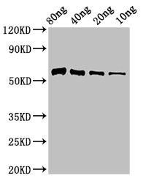 Thiaminase-1 Antibody PACO53790