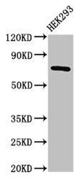 AACS Antibody PACO53954