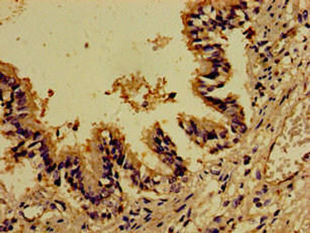 DOCK1 Antibody PACO54486