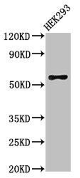 RBPJL Antibody PACO54574