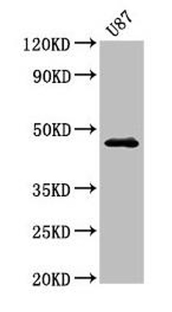 NTSR2 Antibody PACO54922