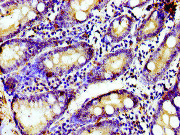 TUBGCP4 Antibody PACO55282