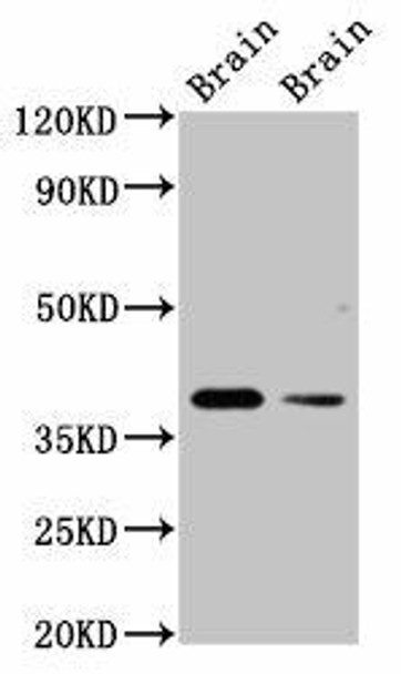 TAAR5 Antibody PACO55798