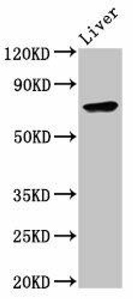 TNFAIP2 Antibody PACO55806