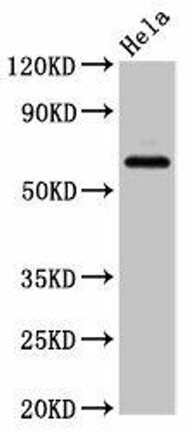 SLC22A25 Antibody PACO55962