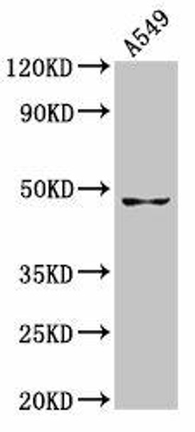 GDF7 Antibody PACO55986