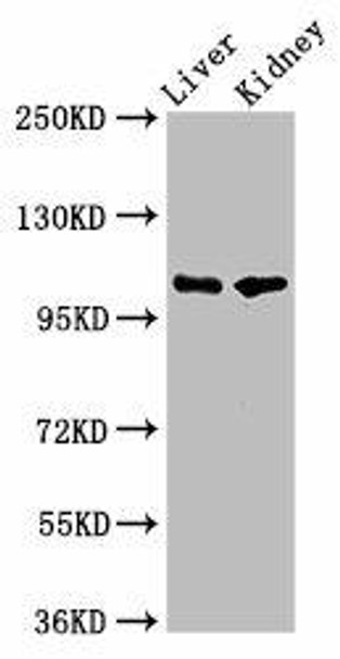 PEAR1 Antibody PACO56354