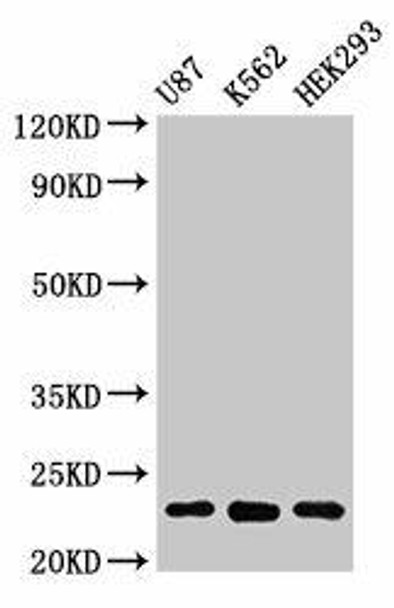 HIST1H1B Ab-137 Antibody PACO56611