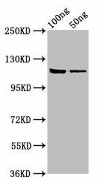 lacZ Antibody PACO56804