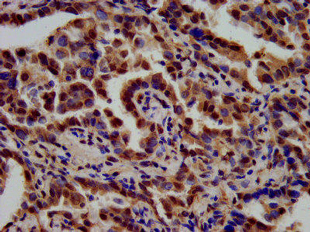 TSPAN9 Antibody PACO57004