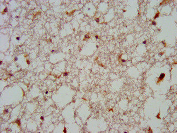 GNAS Antibody PACO57068