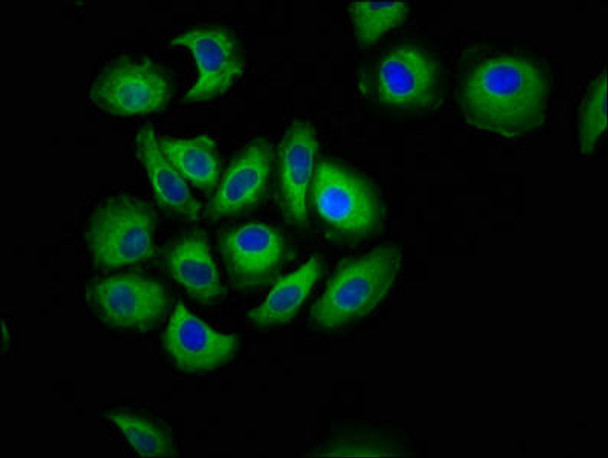 CDH7 Antibody PACO57300