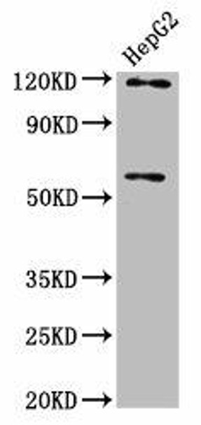 FAM20C Antibody PACO58280