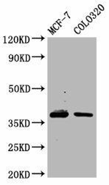 PGLYRP3 Antibody PACO58841