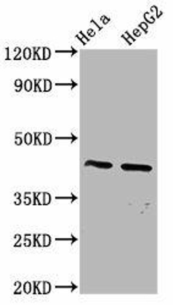 PANX3 Antibody PACO59285