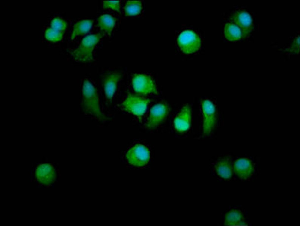 STARD13 Antibody PACO59573