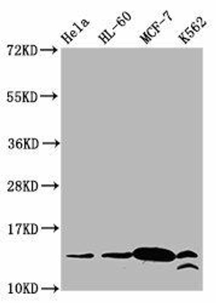 Crotonyl-HIST1H2BC K23 Antibody PACO59625