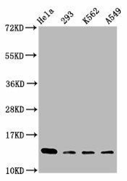 Mono-methyl-HIST1H2BC K116 Antibody PACO59661