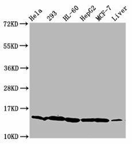 HIST1H2BC Ab-116 Antibody PACO59663