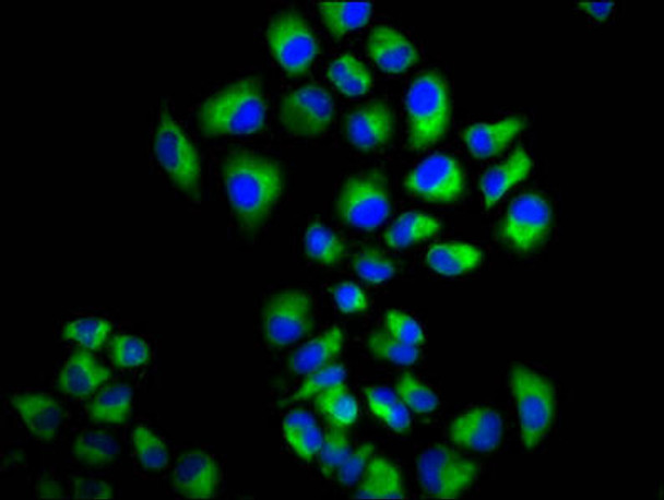 LRIG2 Antibody PACO59780